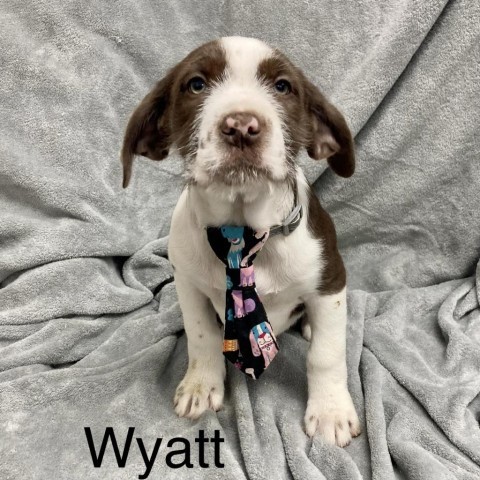 Wyatt 4