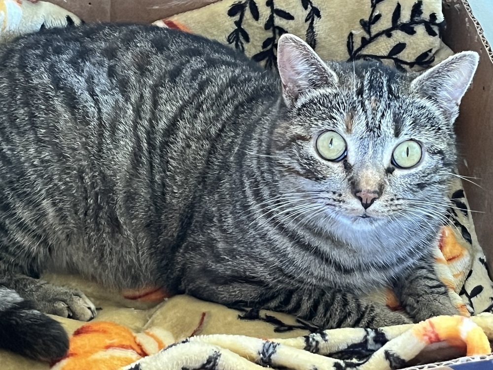 Tia