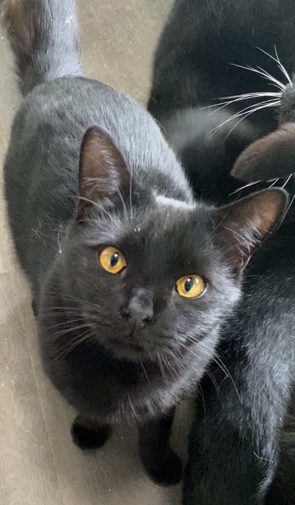 Leo