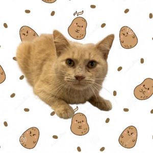 Hashbrown, Adult Male Domestic Short Hair