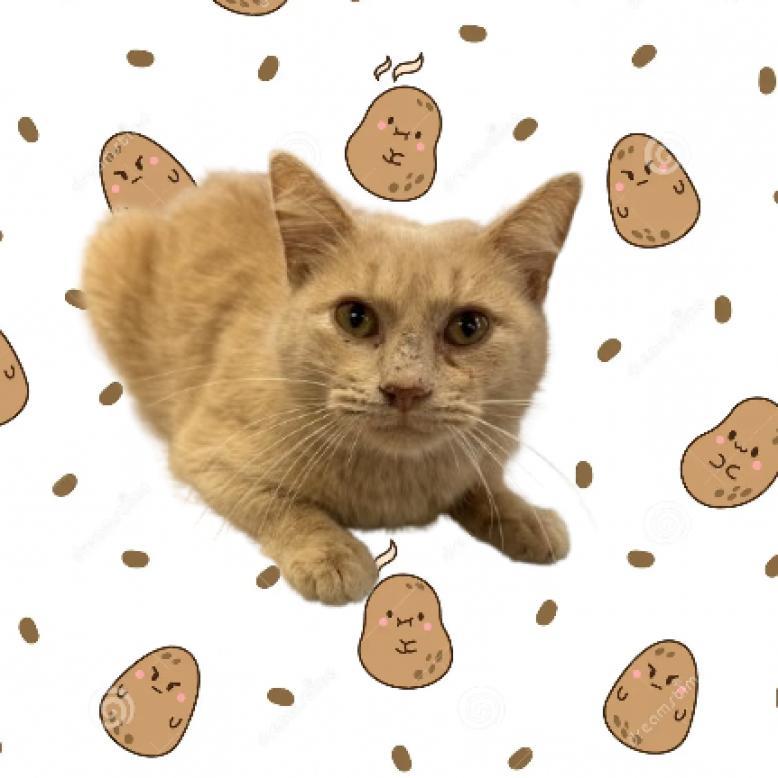 Hashbrown, an adoptable Domestic Short Hair in Tuscaloosa, AL, 35401 | Photo Image 1