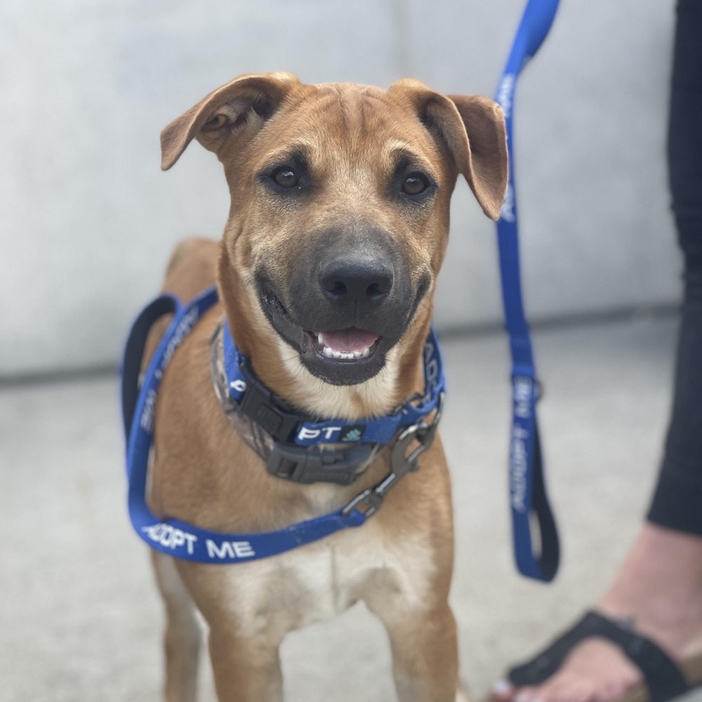 Aries, an adoptable Mixed Breed in Mandan, ND, 58554 | Photo Image 1