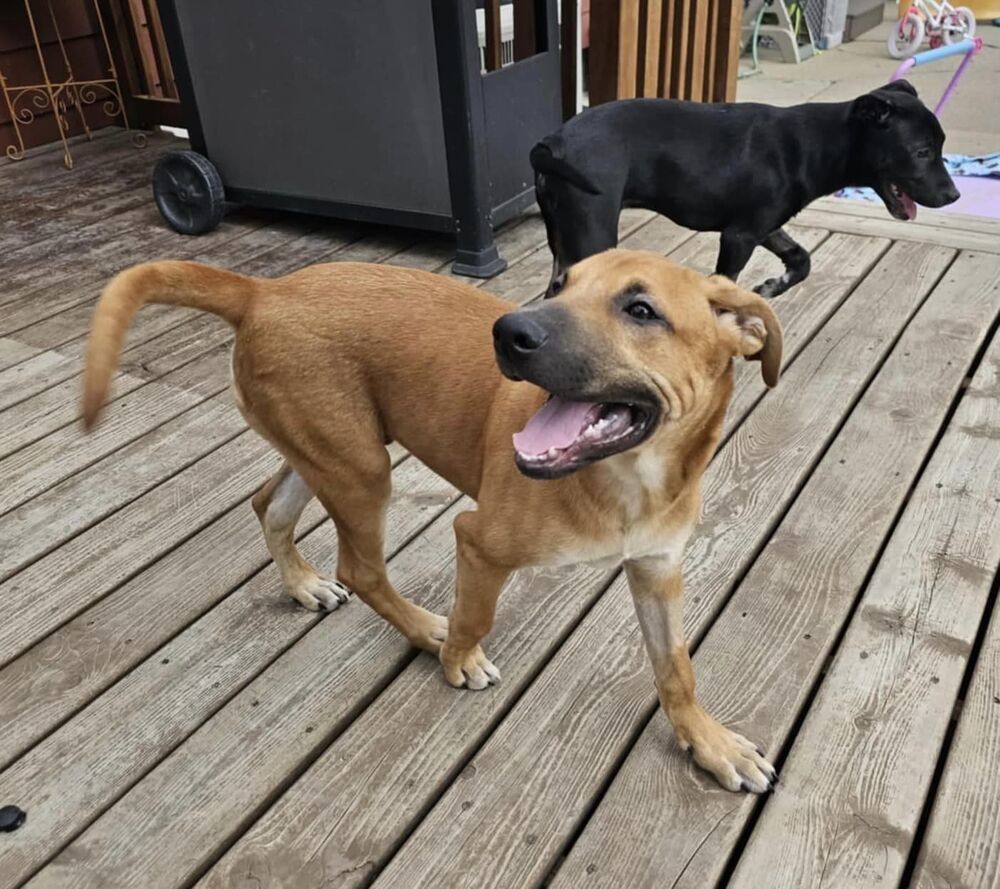 Aries, an adoptable Mixed Breed in Mandan, ND, 58554 | Photo Image 2