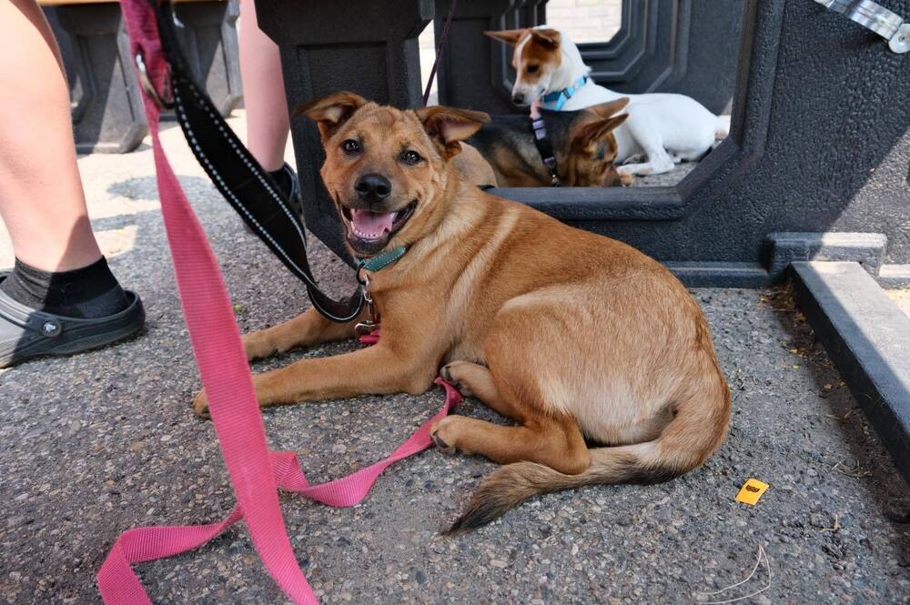 Crimson, an adoptable Mixed Breed in Mandan, ND, 58554 | Photo Image 1