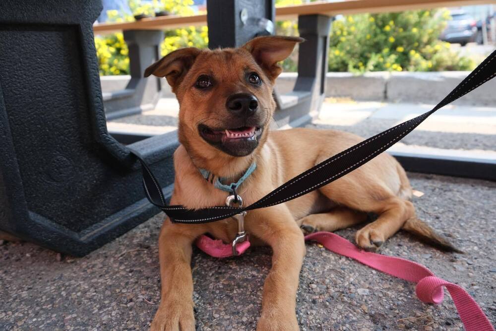 Crimson, an adoptable Mixed Breed in Mandan, ND, 58554 | Photo Image 2