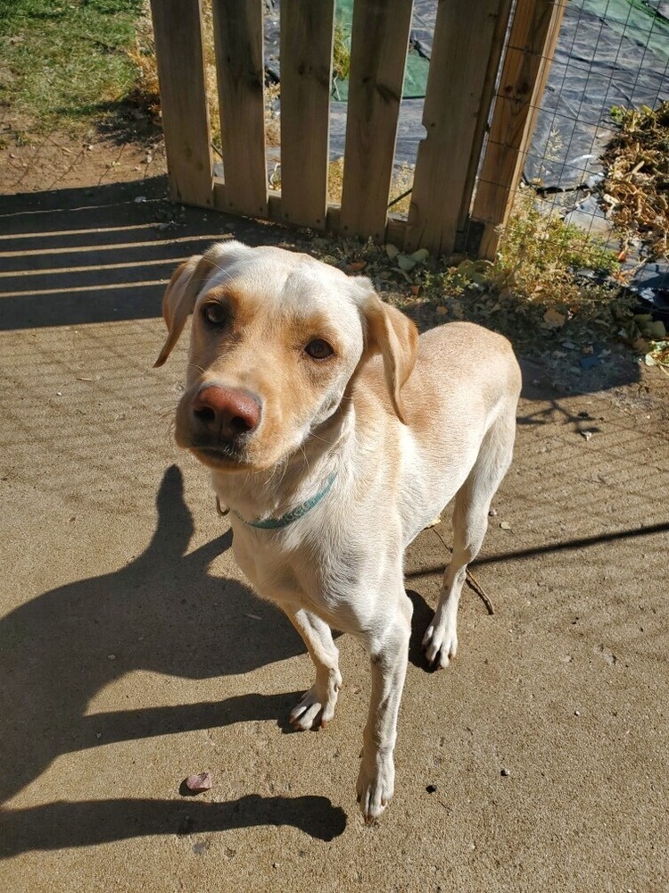 Rugby, an adoptable Labrador Retriever in Mandan, ND, 58554 | Photo Image 1