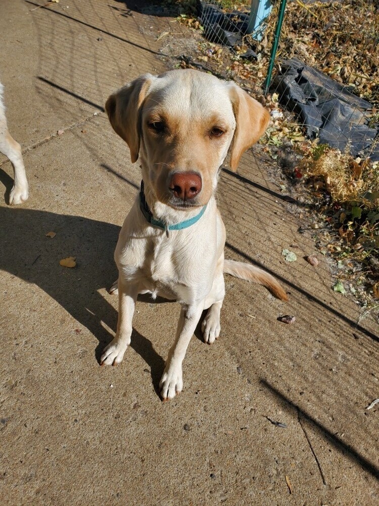 Rugby, an adoptable Labrador Retriever in Mandan, ND, 58554 | Photo Image 2