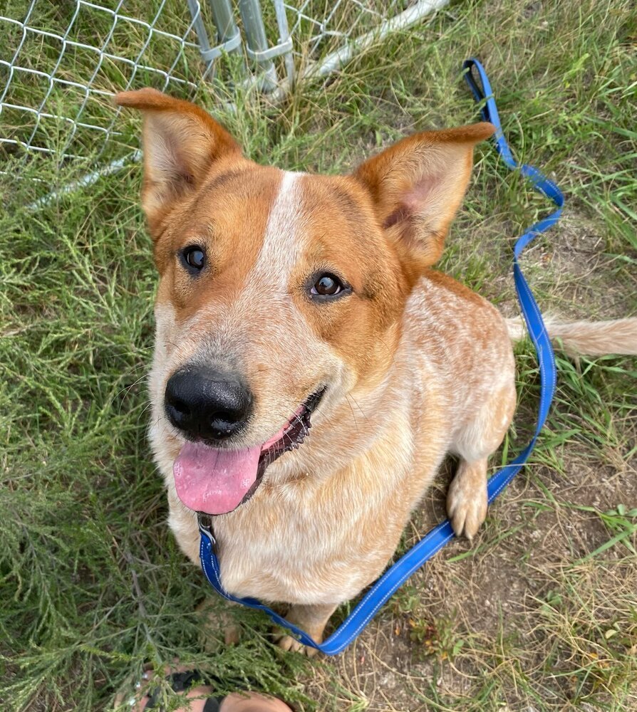 Banjo, an adoptable Australian Cattle Dog / Blue Heeler in Mandan, ND, 58554 | Photo Image 1