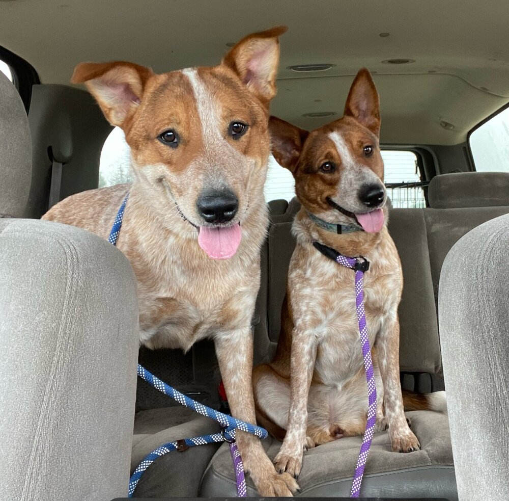 Banjo, an adoptable Australian Cattle Dog / Blue Heeler in Mandan, ND, 58554 | Photo Image 2