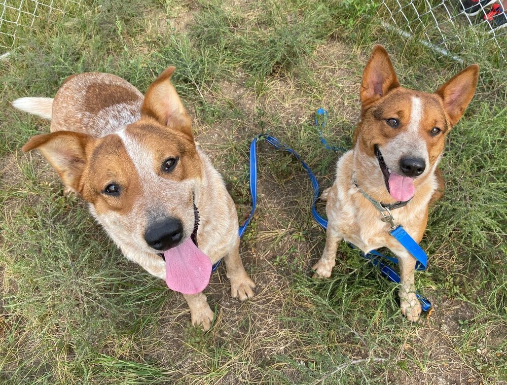 Banjo, an adoptable Australian Cattle Dog / Blue Heeler in Mandan, ND, 58554 | Photo Image 4