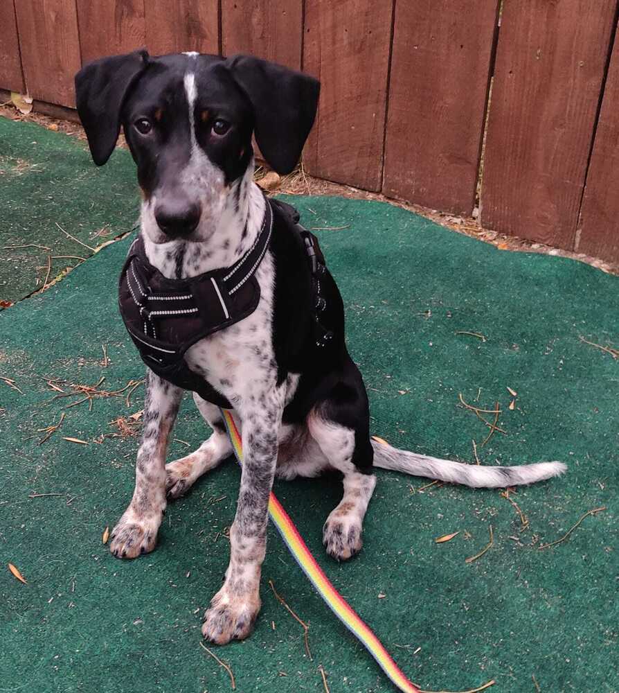 Cael, an adoptable Mixed Breed in Mandan, ND, 58554 | Photo Image 1