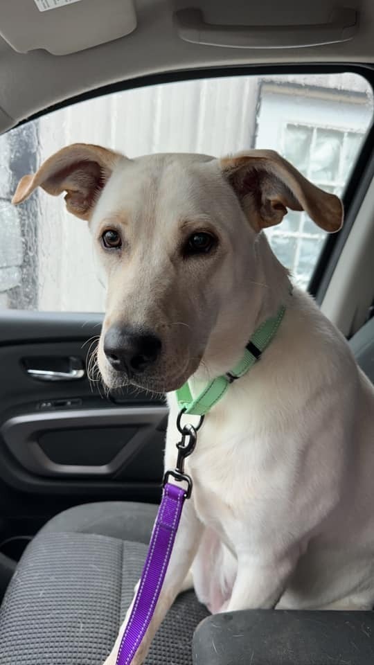 Hank, an adoptable Labrador Retriever in Mandan, ND, 58554 | Photo Image 1