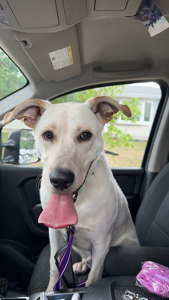 Hank, an adoptable Labrador Retriever in Mandan, ND, 58554 | Photo Image 2