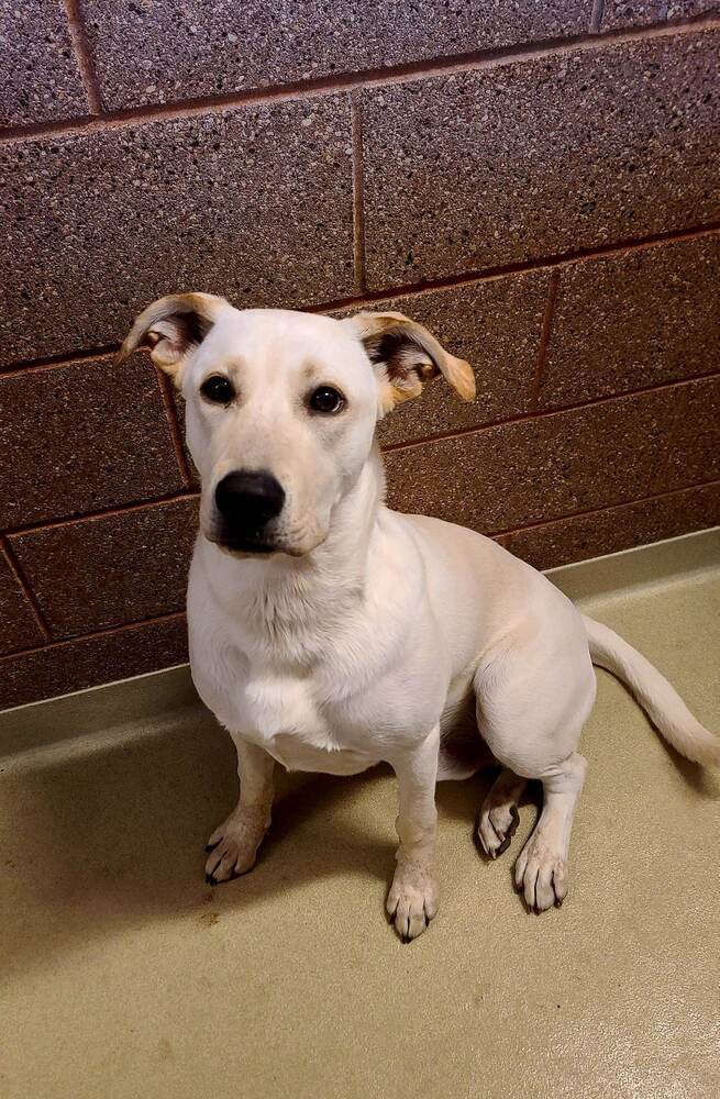 Hank, an adoptable Labrador Retriever in Mandan, ND, 58554 | Photo Image 3