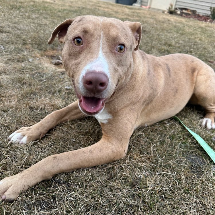 Mason, an adoptable Mixed Breed in Mandan, ND, 58554 | Photo Image 1