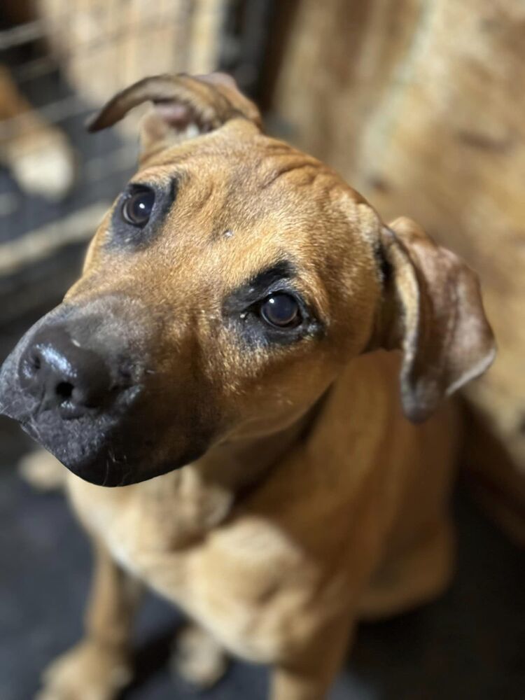 Billie, an adoptable Mixed Breed in Mandan, ND, 58554 | Photo Image 1