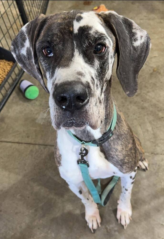 Georgia, an adoptable Great Dane in Mandan, ND, 58554 | Photo Image 1