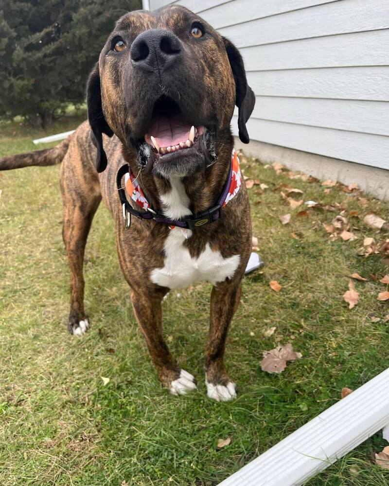 Jethro, an adoptable Mastiff, Catahoula Leopard Dog in Mandan, ND, 58554 | Photo Image 1