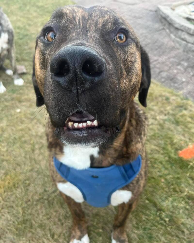 Jethro, an adoptable Mastiff, Catahoula Leopard Dog in Mandan, ND, 58554 | Photo Image 2