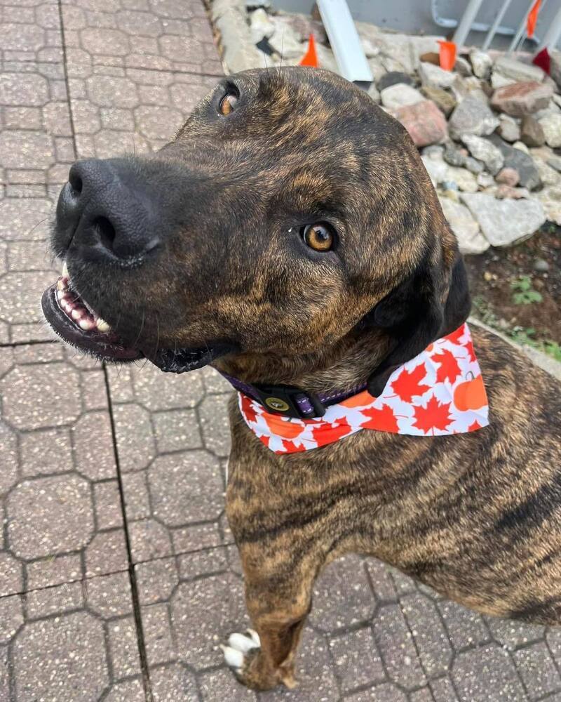 Jethro, an adoptable Mastiff, Catahoula Leopard Dog in Mandan, ND, 58554 | Photo Image 3