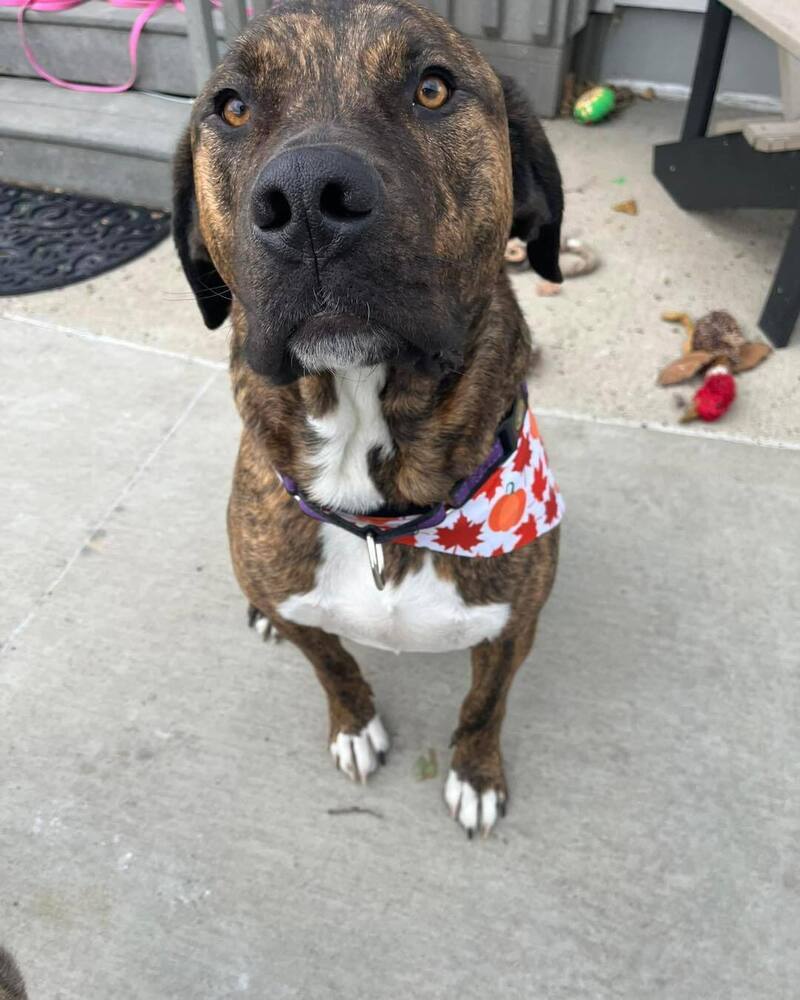 Jethro, an adoptable Mastiff, Catahoula Leopard Dog in Mandan, ND, 58554 | Photo Image 4