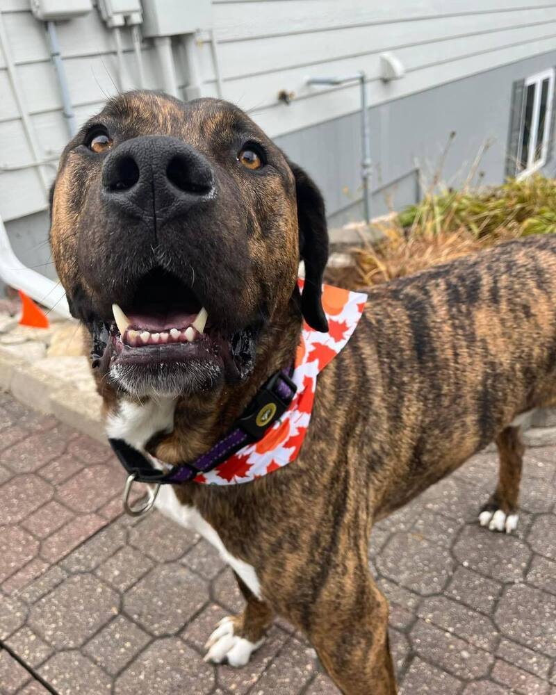 Jethro, an adoptable Mastiff, Catahoula Leopard Dog in Mandan, ND, 58554 | Photo Image 5