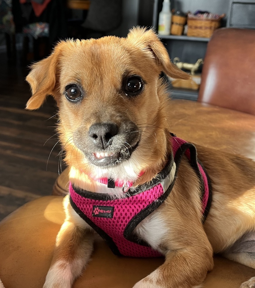 Ziv, an adoptable Chihuahua in Mandan, ND, 58554 | Photo Image 1