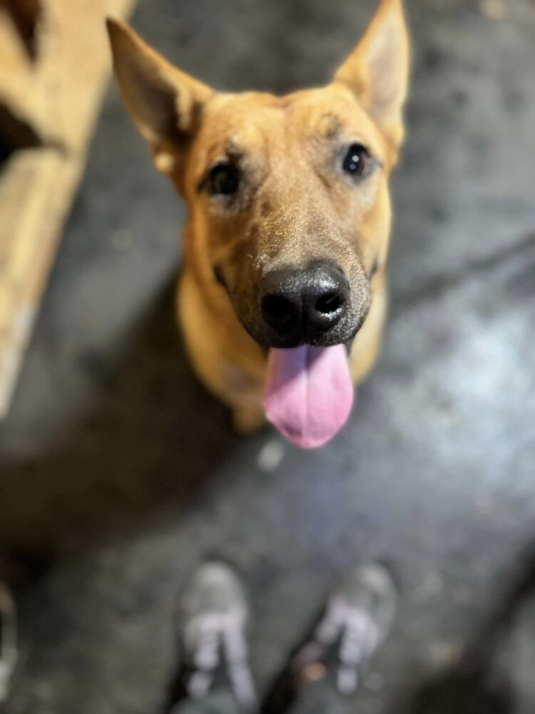 Cliff, an adoptable German Shepherd Dog in Mandan, ND, 58554 | Photo Image 1