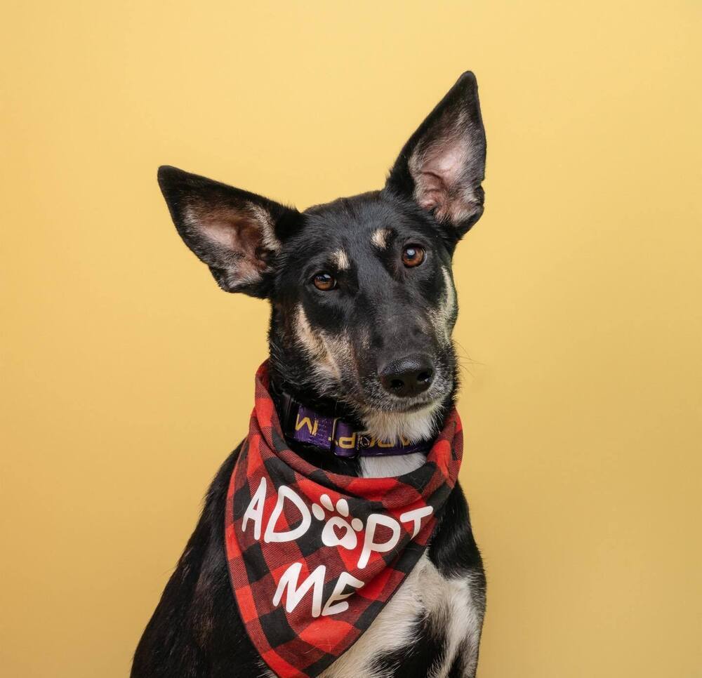 Luka, an adoptable German Shepherd Dog in Mandan, ND, 58554 | Photo Image 1