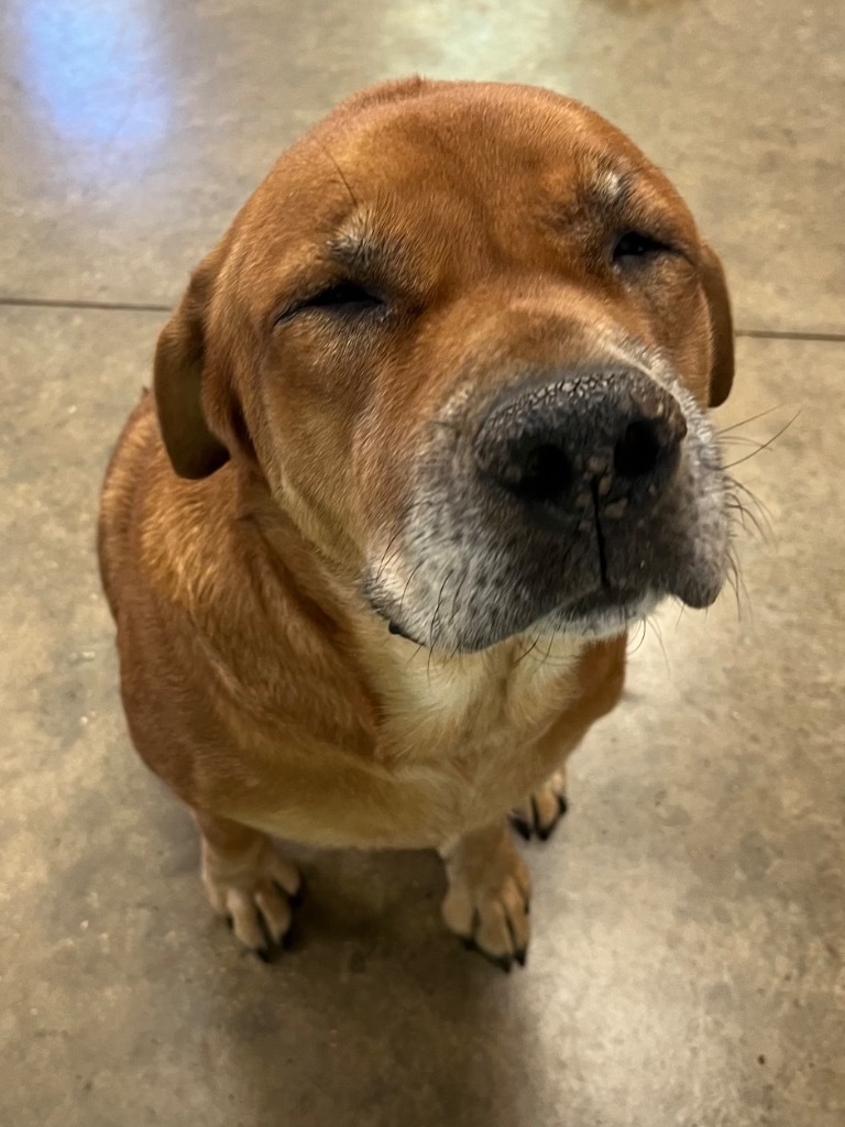 Bonnie, an adoptable Bloodhound, Mixed Breed in Lockhart, TX, 78644 | Photo Image 1