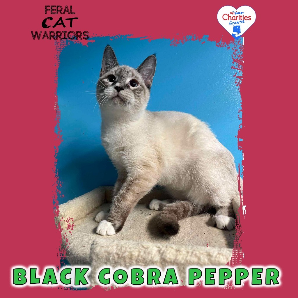 Black Cobra Pepper, an adoptable Domestic Short Hair in Kingman, AZ, 86401 | Photo Image 1