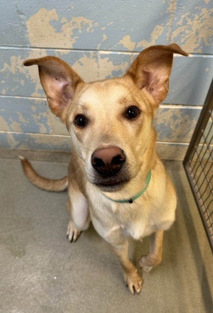 Scott, an adoptable Labrador Retriever, Mixed Breed in Willmar, MN, 56201 | Photo Image 1