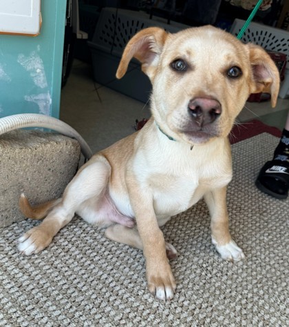 Scott, an adoptable Labrador Retriever, Mixed Breed in Willmar, MN, 56201 | Photo Image 2