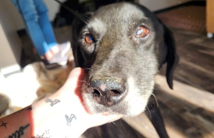 Herbert, an adoptable Labrador Retriever, Mixed Breed in Willmar, MN, 56201 | Photo Image 1