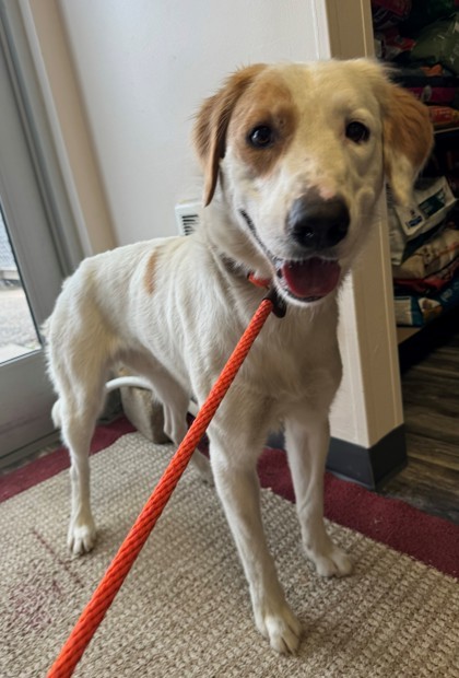 Axel, an adoptable Border Collie, Labrador Retriever in Willmar, MN, 56201 | Photo Image 1