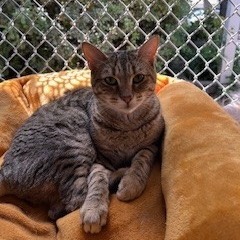 Nutmeg, an adoptable Domestic Short Hair in Buellton, CA, 93427 | Photo Image 1