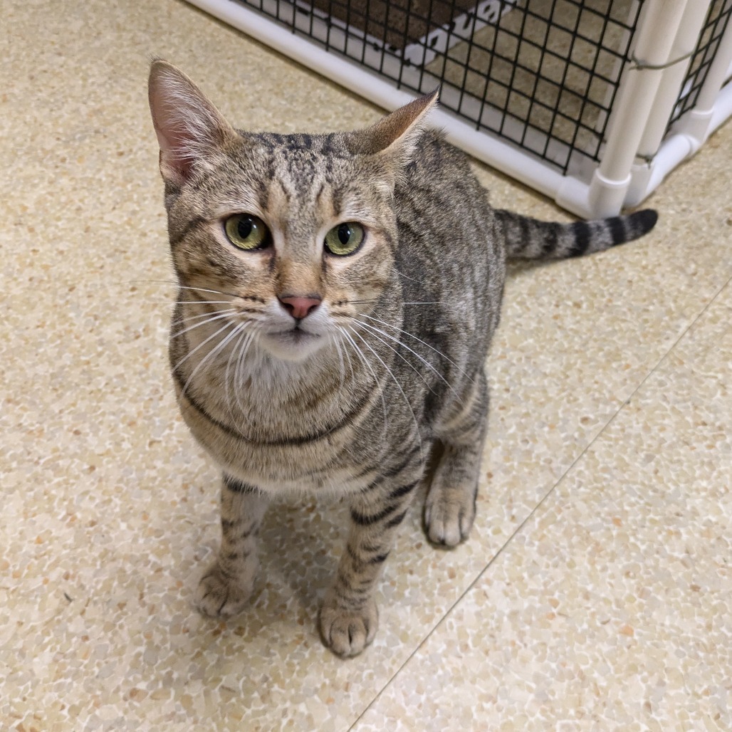 Nutmeg, an adoptable Domestic Short Hair in Buellton, CA, 93427 | Photo Image 1