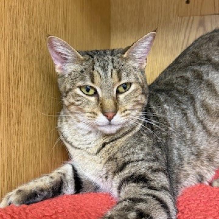 Nutmeg, an adoptable Domestic Short Hair in Buellton, CA, 93427 | Photo Image 2