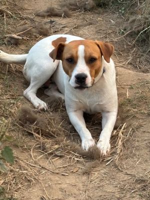 Skippy, Adult Male Hound