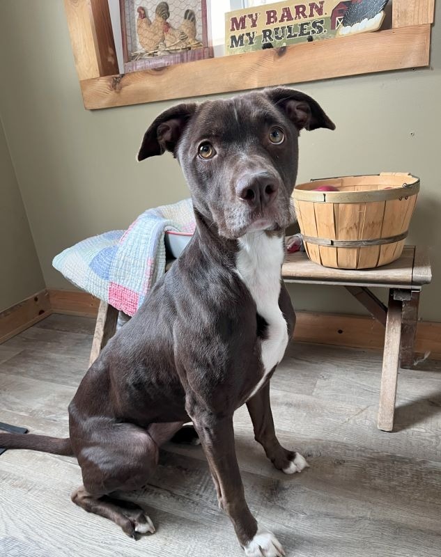 Sypha, an adoptable Weimaraner, Catahoula Leopard Dog in Genoa, IL, 60135 | Photo Image 1