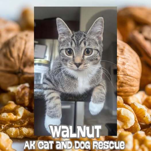 Walnut, an adoptable Domestic Short Hair in Wasilla, AK, 99654 | Photo Image 1
