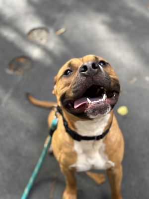 Camacho Lizman, Young Male Pit Bull Terrier