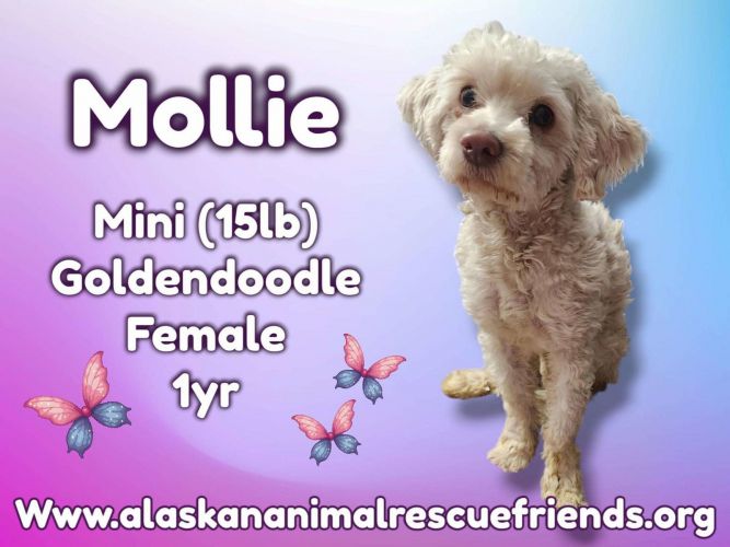 Mollie