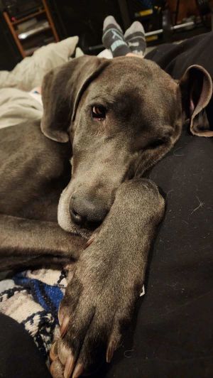 Bella the Dane