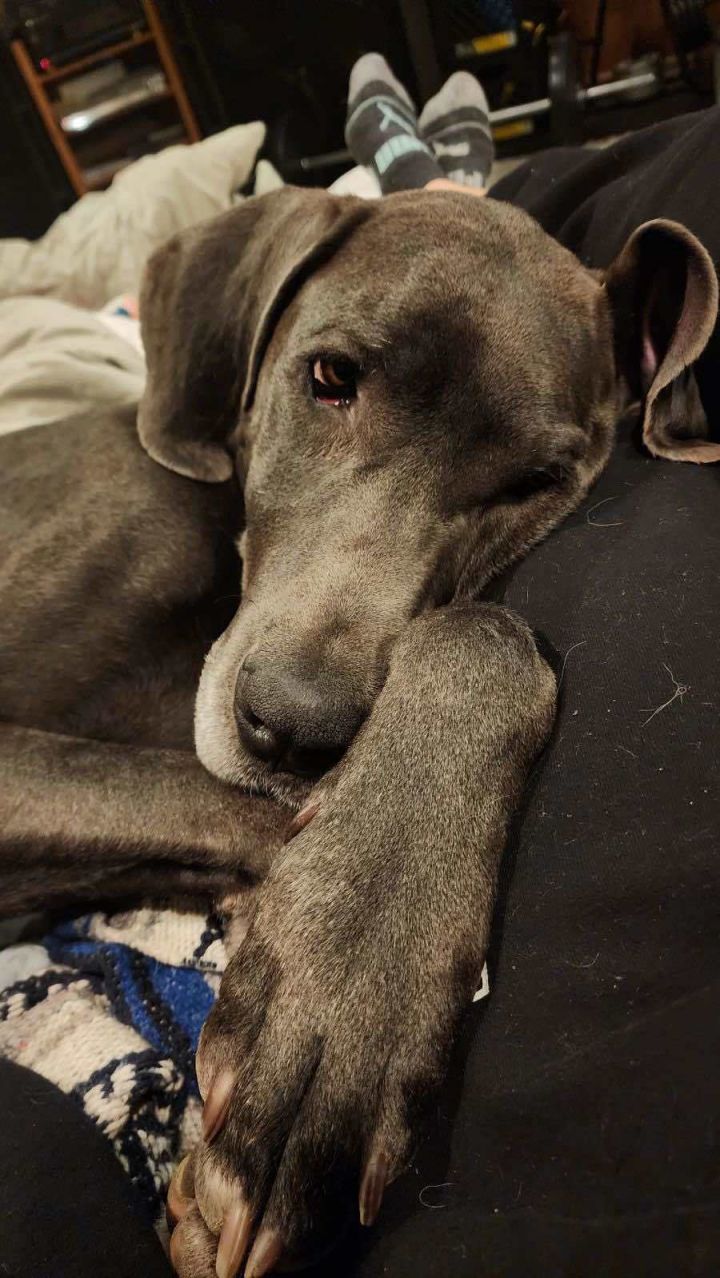 Bella the Dane 1