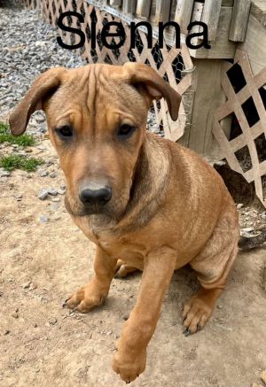 Sienna Mountain Dog Dog