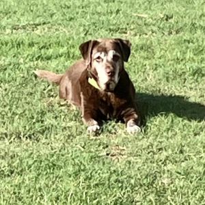 Mazzy, Senior Female Chocolate Labrador Retriever