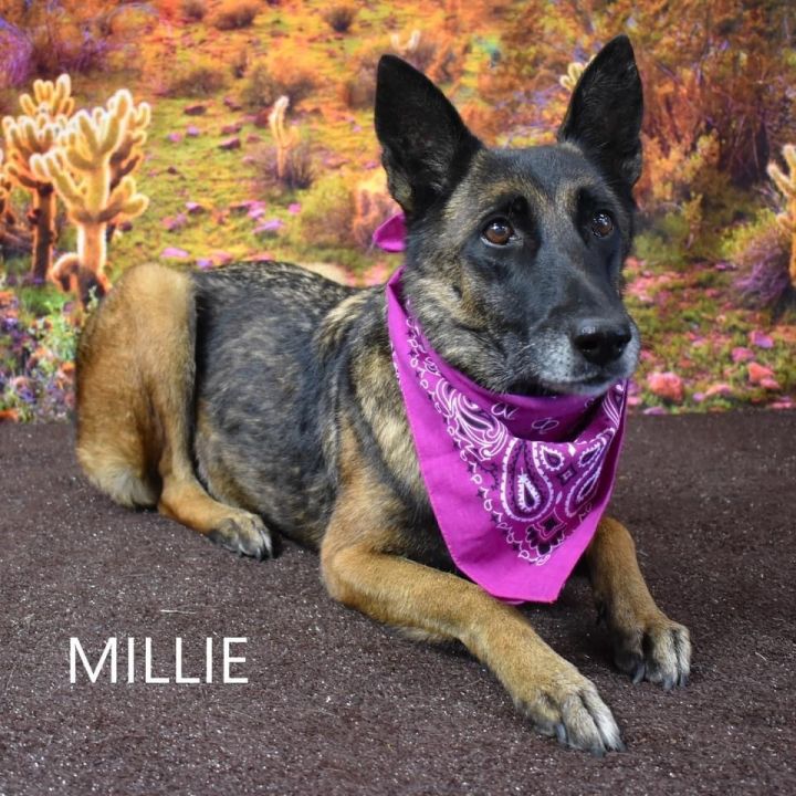 Millie 1