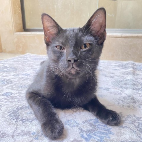 Coco, an adoptable Domestic Short Hair in Topeka, KS, 66610 | Photo Image 1