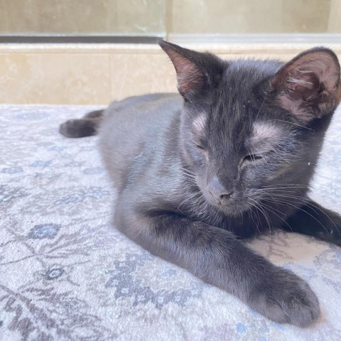 Coco, an adoptable Domestic Short Hair in Topeka, KS, 66610 | Photo Image 2